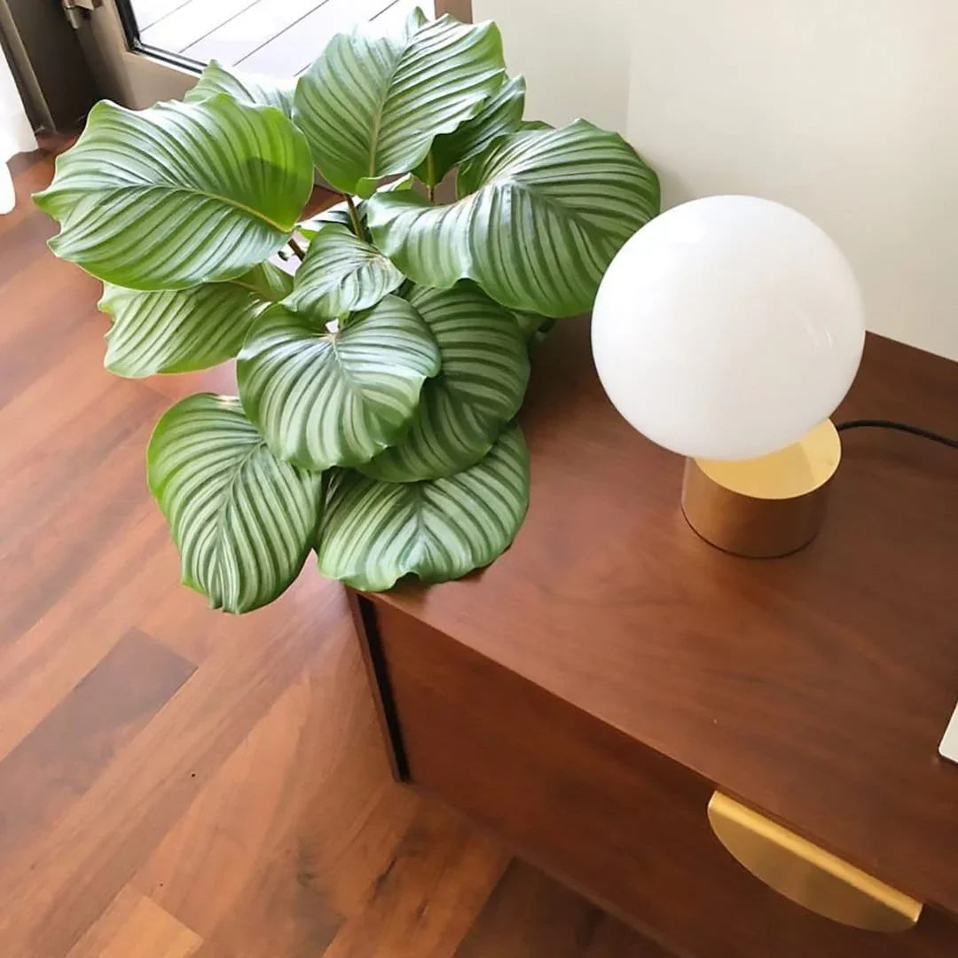 Metavaya Table lamp Tip of The Tongue Table Lamp Buy Tip of the Tongue Table Lamp Online